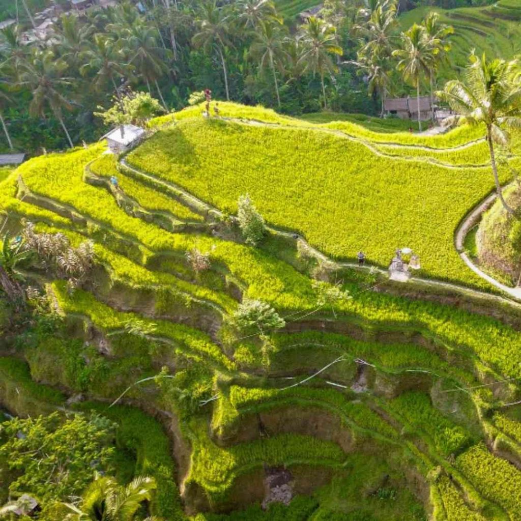 Sawah Terasering Tegalalang Ubud