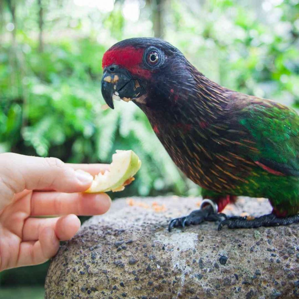 bali bird park